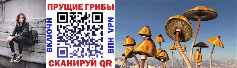 Галлюциногенные грибы прущие грибы  Сурск 